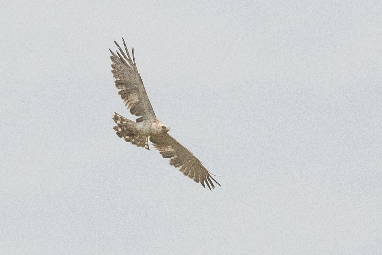 Circaète Jean Le Blanc à tête Blanche (Short-toed Snake Eagle, Circaetus Gallicus), immature probablement de 2ème année, vu à la limite du territoire de  la lagune et de la Brousse de Somone. 